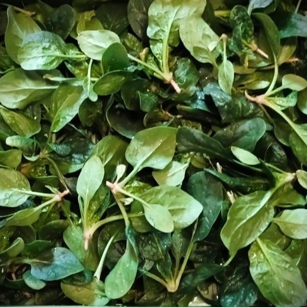 feinster Bio Spinat